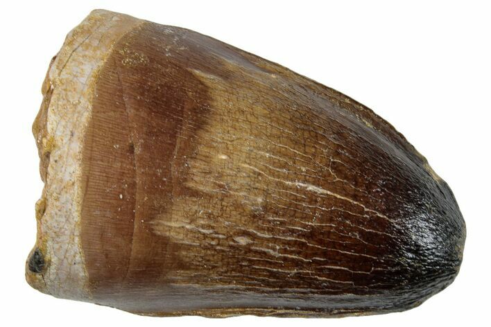 Large, Mosasaur (Prognathodon Currii) Tooth - Morocco #259967